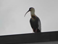 Theristicus caudatus