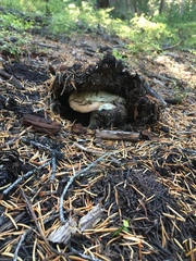 Russula versicolor