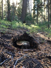 Russula versicolor