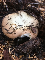Russula versicolor