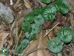 Geophila