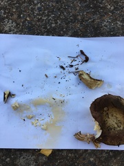 Russula versicolor
