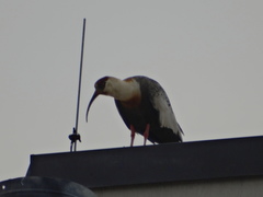 Theristicus caudatus