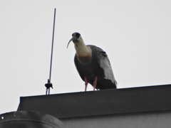 Theristicus caudatus