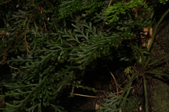 Hymenophyllum demissum