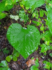 Aristolochia macrophylla