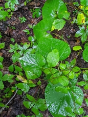 Aristolochia macrophylla