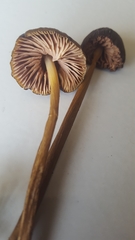 Entoloma luteum