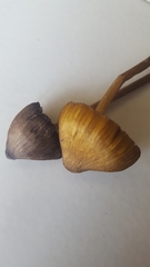 Entoloma luteum
