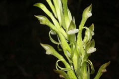 Pelexia olivacea