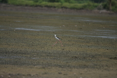 Himantopus leucocephalus