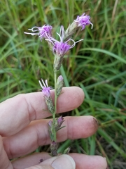 Liatris bracteata