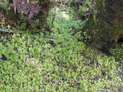 Sphagnum cristatum