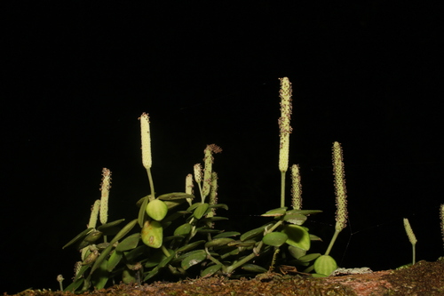 Peperomia tetraphylla
