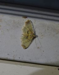 Didymostoma aurotinctalis