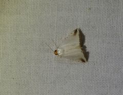Eublemma vestalis