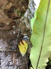 Amphidromus perversus