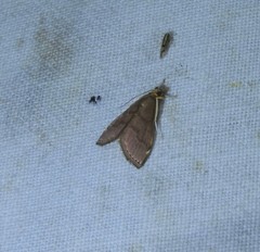 Hemiscopis suffusalis