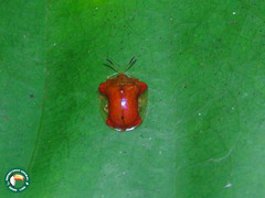 Charidotella rubicunda