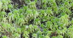 Sphagnum cristatum