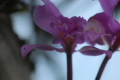 Cattleya trianae