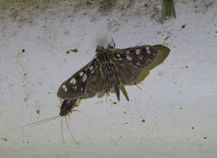 Pygospila bivittalis