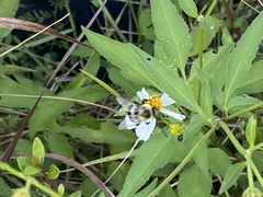 Bombus impatiens image