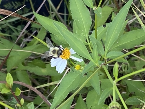 Bombus impatiens image
