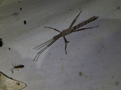 Xeroderus kirbyi