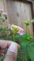 Lantana camara