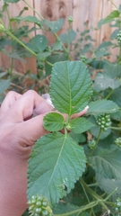 Lantana camara