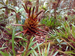 Guzmania coriostachya