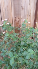 Lantana camara
