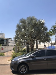 Bismarckia