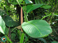 Red Palm (Rhodospatha)