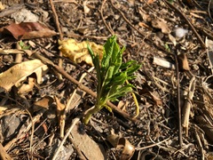 Amorphophallus paeoniifolius