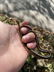 Thamnophis sirtalis
