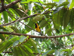 Icterus auricapillus