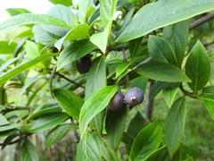 Cornus disciflora