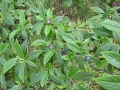 Cornus disciflora