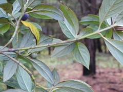 Cornus disciflora