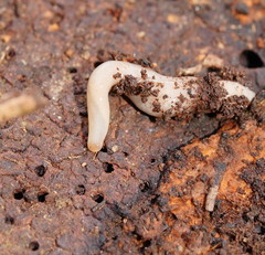 Argonemertes australiensis