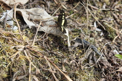 Castilia