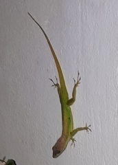 Anolis extremus