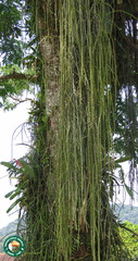 Rhipsalis lindbergiana