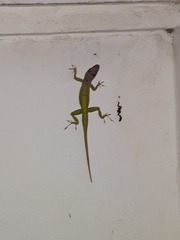 Anolis extremus