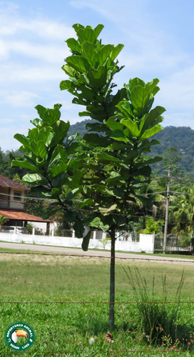 Ficus lyrata