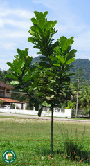 Ficus lyrata
