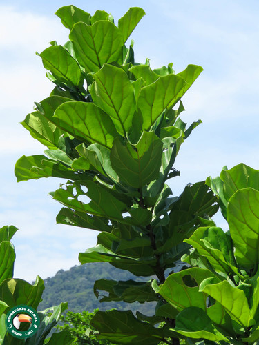 Ficus lyrata