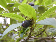 Cornus disciflora